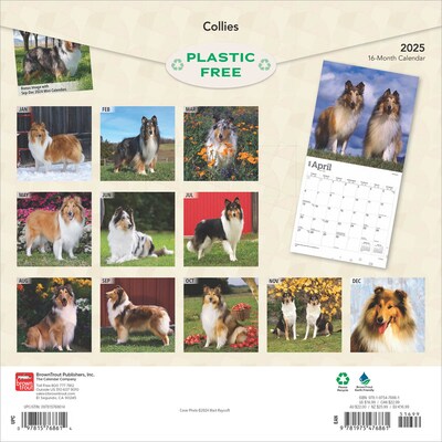 2025 BrownTrout Collies 12 x 24 Monthly Square Wall Calendar, (9781975476861)