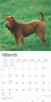 2025 BrownTrout Shar Pei 12" x 12" Monthly Wall Calendar (9781975477707)