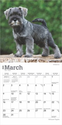 2025 BrownTrout Schnauzer Puppies 7" x 7" Monthly  Wall Calendar (9781975473921)