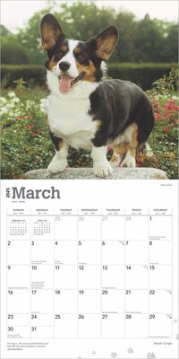 2025 BrownTrout Welsh Corgis 12" x 12" Monthly Wall Calendar (9781975477950)