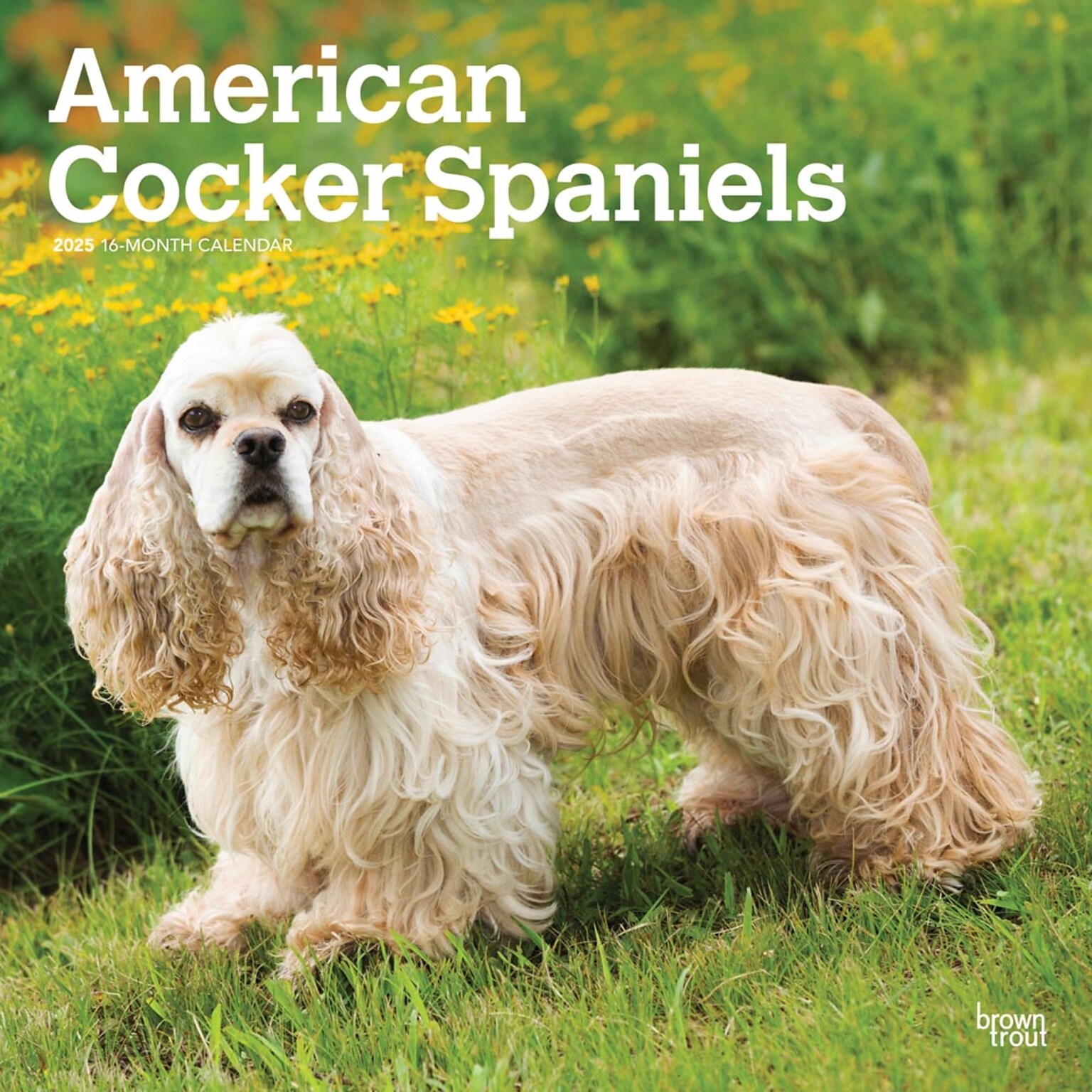 2025 BrownTrout American Cocker Spaniels 12 x 24 Monthly Square Wall Calendar (9781975476380)