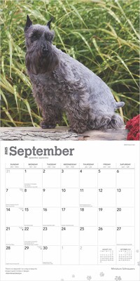 2025 BrownTrout ature Schnauzers 12" x 12" Monthly  Wall Calendar (9781975477684)