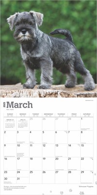 2025 BrownTrout Schnauzer Puppies 12" x 12" Monthly  Wall Calendar (9781975475666)