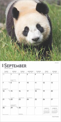 2025 BrownTrout Giant Pandas 12" x 12" Monthly Wall Calendar (9781975474843)