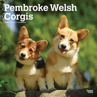 2025 BrownTrout Pembroke Welsh Corgis 12 x 12 Monthly Wall Calendar (9781975477967)