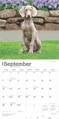 2025 BrownTrout Weimaraners 12" x 12" Monthly Wall Calendar (9781975477943)