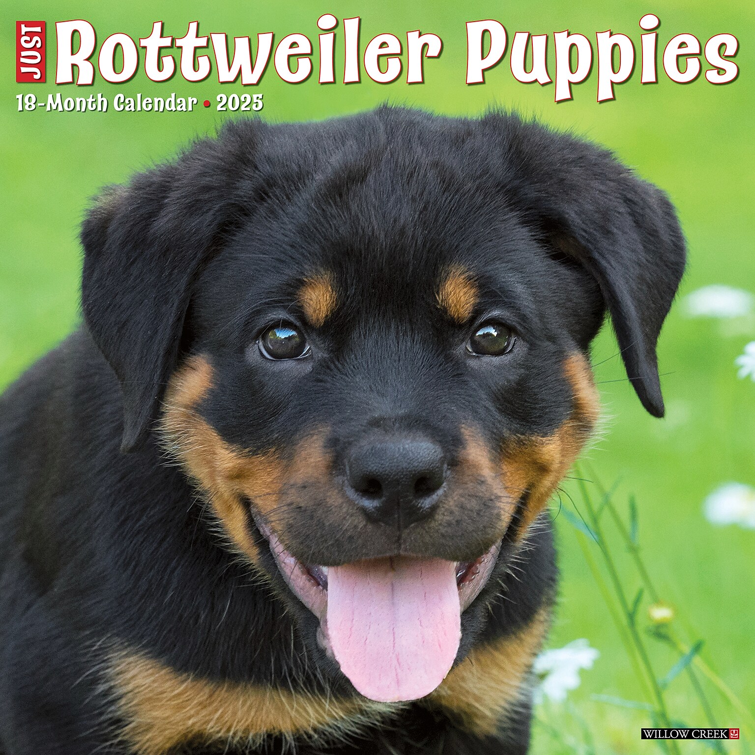 2025 Willow Creek Press Just Rottweiler Puppies 2025 Wall Calendar 12 x 12 (44681)