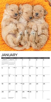 2025 Willow Creek Just Poodle Puppies 12" x 12" Monthly Wall Calendar (44513)