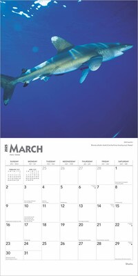 2025 BrownTrout Sharks 12" x 12" Monthly Square Wall Calendar (9781975475697)