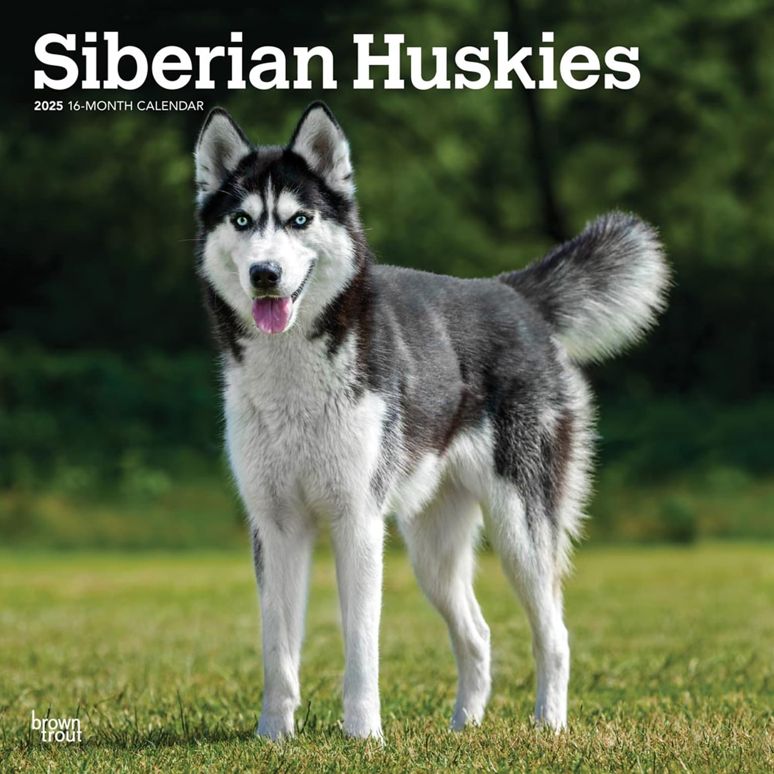 2025 BrownTrout Siberian Huskies 12 x 24 Monthly Square Wall Calendar (9781975477776)