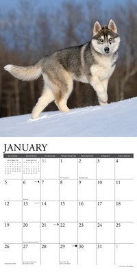 2025 Willow Creek Just Siberian Huskies 12" x 12" Monthly Wall Calendar (44896)