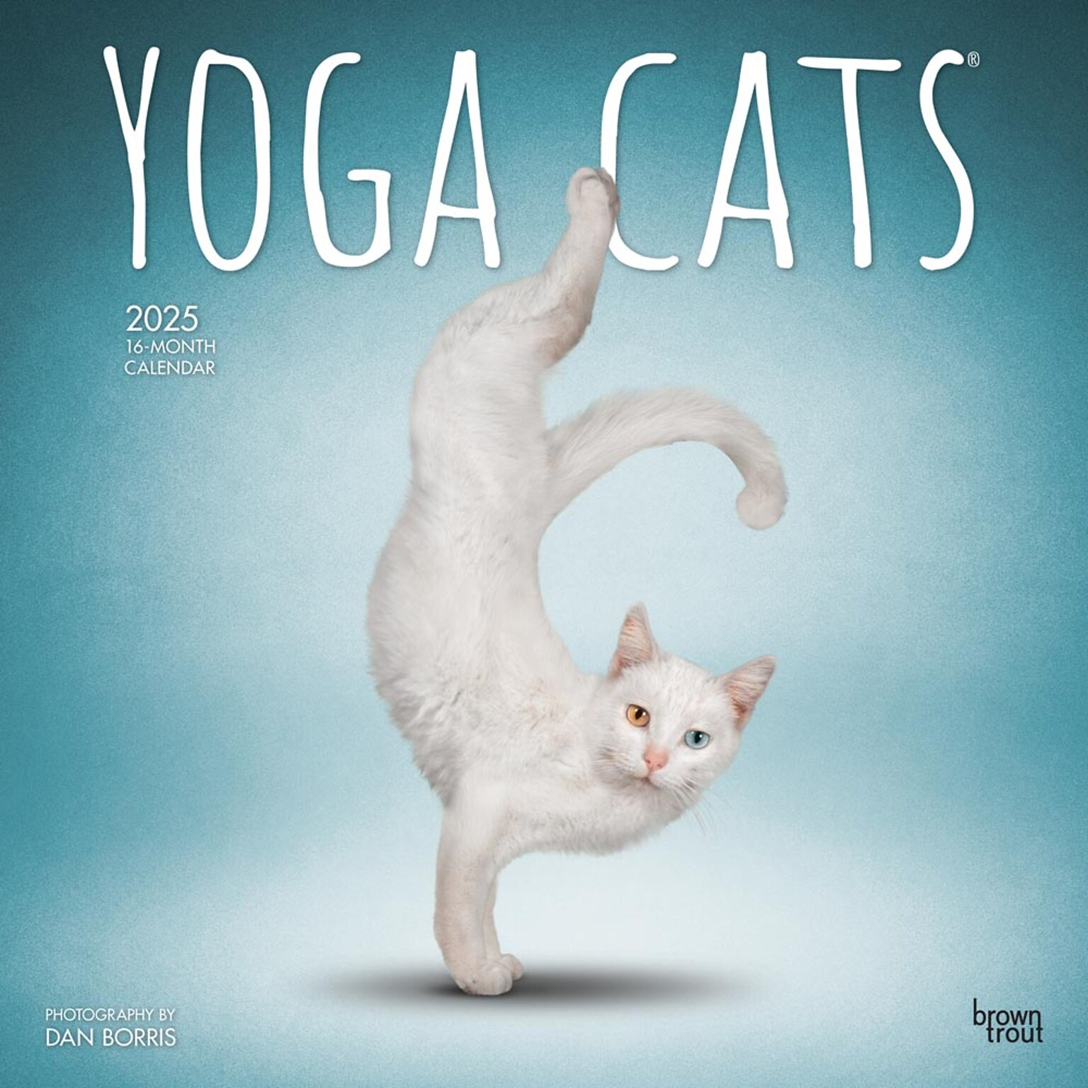 2025 BrownTrout Yoga Cats 12 x 24 Monthly Square Wall Calendar, (9781975479862)