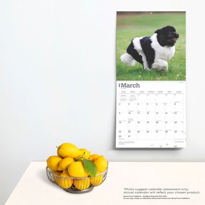 2025 BrownTrout Newfoundlands 12" x 12" Monthly Wall Calendar (9781975477479)