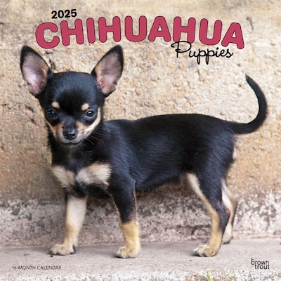 2025 BrownTrout Chihuahua Puppies 12 x 12 Monthly  Wall Calendar (9781975474652)