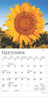 2025 BrownTrout Sunflowers 7" x 7" Monthly Mini Wall Calendar (9781975473976)