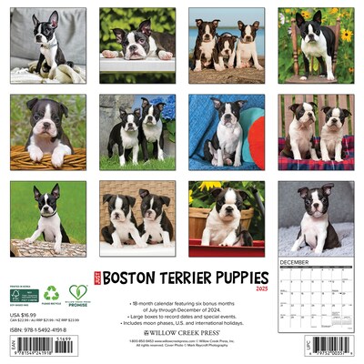 2025 Willow Creek Just Boston Terrier Puppies 12 x 12 Monthly Wall Calendar, Multicolor (41918)