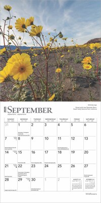 2025 BrownTrout Wildflowers 7" x 7" Monthly  Wall Calendar (9781975474065)