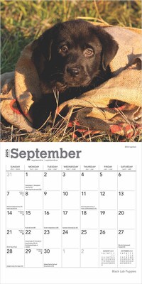 2025 BrownTrout Black Labrador Retriever Puppies 7" x 7" Monthly  Wall Calendar (9781975473723)