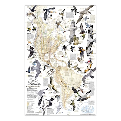 National Geographic Bird Migration, Western Hemisphere Map, Laminated, 20.25 x 31.25 (NGMRE0102030