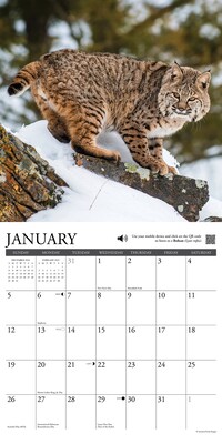 2025 Willow Creek Call of the Wild 12" x 12" Monthly Wall Calendar (42113)