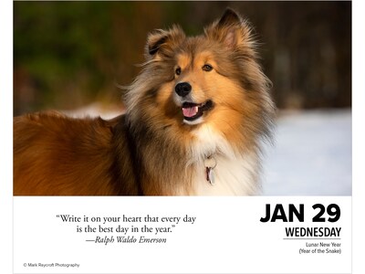 2025 Willow Creek What Dogs Teach Us 5.86" x 4.72" Day-to-Day Calendar (41116)