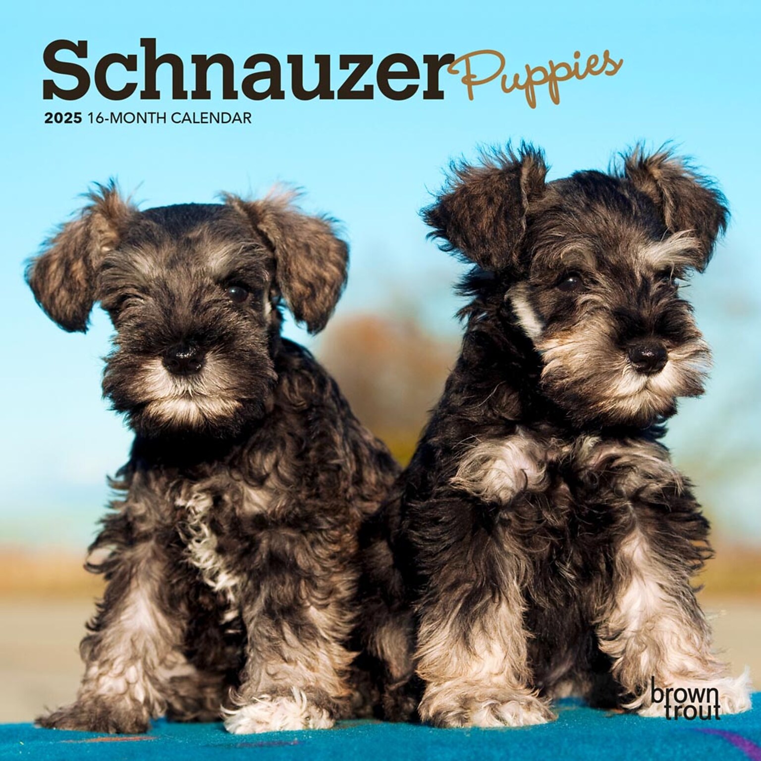 2025 BrownTrout Schnauzer Puppies 7 x 7 Monthly  Wall Calendar (9781975473921)