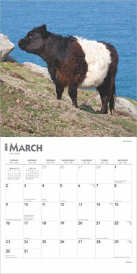 2025 BrownTrout Cows 12" x 12" Monthly  Wall Calendar (9781975476892)