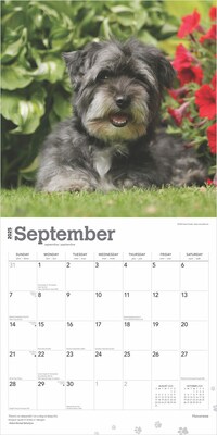 2025 BrownTrout Havanese 12" x 12" Monthly  Wall Calendar (9781975478162)