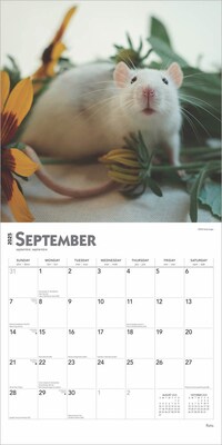 2025 BrownTrout Rats 12" x 12" Monthly  Wall Calendar (9781975477615)