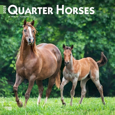 2025 BrownTrout Quarter Horses 12 x 12 Monthly  Wall Calendar (9781975477608)