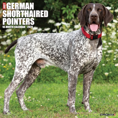 2025 Willow Creek Just German Shorthaired Pointers 12 x 12 Monthly Wall Calendar (43035)