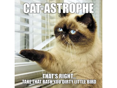 Cat-astrophe, Chapter Book, Hardcover (39910)