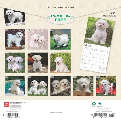 2025 BrownTrout Bichon Frise Puppies 12 x 12 Monthly Wall Calendar (9781975474508)