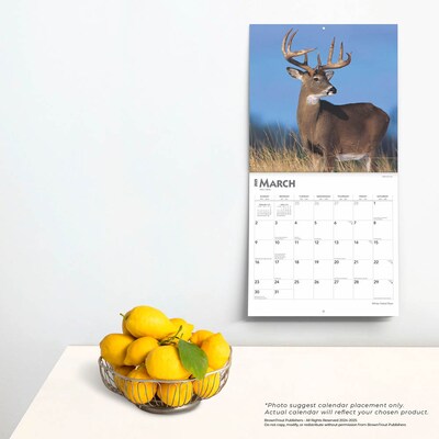 2025 BrownTrout White Tailed Deer 12" x 12" Monthly  Wall Calendar (9781975477998)