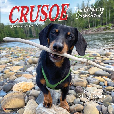 2025 Willow Creek Crusoe the Celebrity Dachshund 7 x 7 Monthly Wall Calendar (45732)