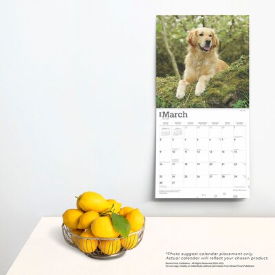 2025 BrownTrout Golden Retrievers 12" x 12" Monthly Square Wall Calendar (9781975477073)