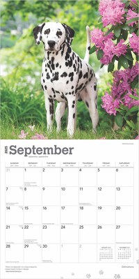 2025 BrownTrout Dalmatians 12" x 24" Monthly Square Wall Calendar, (9781975478117)