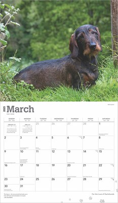 2025 BrownTrout For the Love of Dachshunds 7" x 12" Monthly Deluxe Wall Calendar (9781975473020)