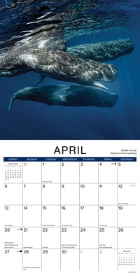 2025 Willow Creek Whales 12" x 12" Yearly Wall Calendar (46654)