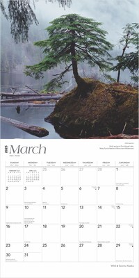 2025 BrownTrout Alaska Wild & Scenic 12" x 24" Monthly Square Wall Calendar (9781975474430)