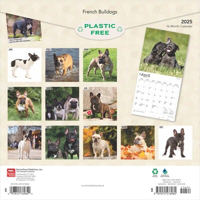 2025 BrownTrout French Bulldogs 12 x 12 Monthly Square Wall Calendar (9781975476984)