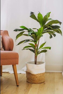 Forever Leaf 48" Artificial Dracaena Plant in Black Pot (FEV-DRA48)