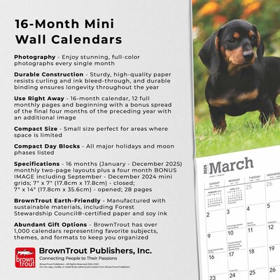 2025 BrownTrout Dachshunds 7" x 7" Monthly Wall Calendar (9781975473563)