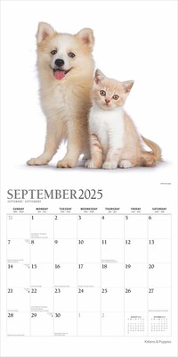 2025 Plato Kittens & Puppies 12" x 12" Monthly Wall Calendar (9781975478964)