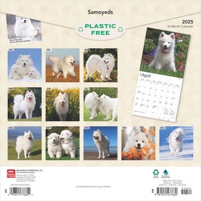 2025 BrownTrout Samoyeds 12 x 12 Monthly Square Wall Calendar (9781975477660)