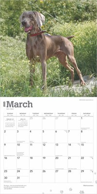 2025 BrownTrout Weimaraners 12" x 12" Monthly Wall Calendar (9781975477943)