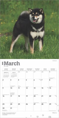 2025 BrownTrout Shiba Inu 12" x 24" Monthly Square Wall Calendar, (9781975477738)