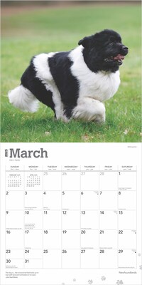 2025 BrownTrout Newfoundlands 12" x 12" Monthly Wall Calendar (9781975477479)