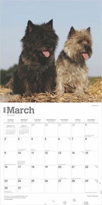 2025 BrownTrout Cairn Terriers 12" x 24" Monthly Square Wall Calendar, (9781975476779)