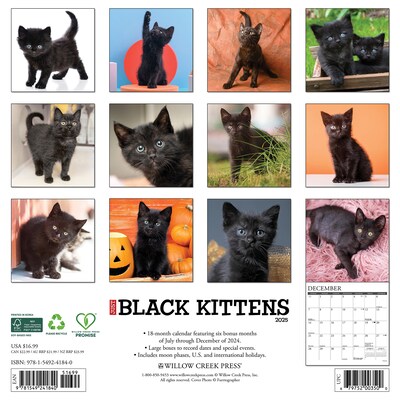 2025 Willow Creek Just Black Kittens 12" x 12" Monthly Wall Calendar, Multicolor (41840)